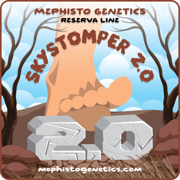 Skystomper 2.0 F3 Auto 3 Feminized Autoflower Seeds - Image 6