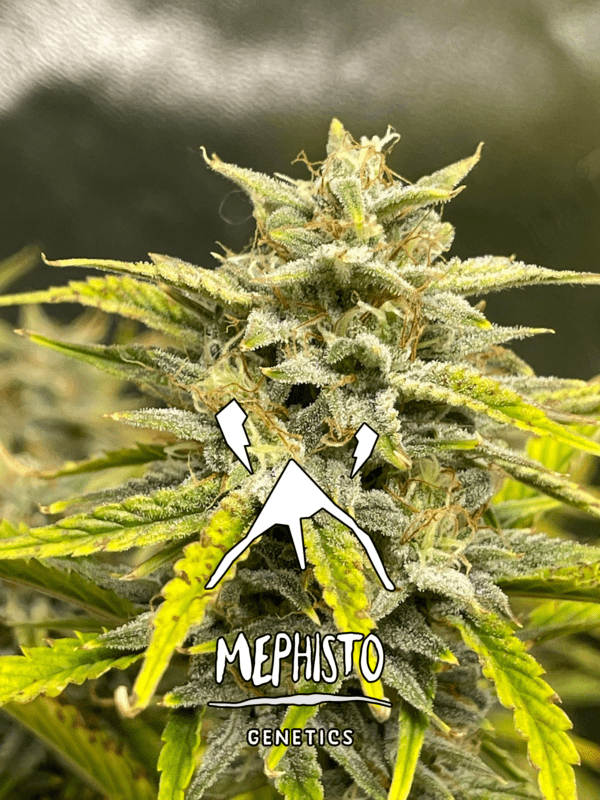 Skystomper 2.0 F3 Auto 3 Feminized Autoflower Seeds - Image 5