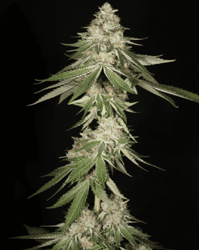 Chem Pupil F1 7 Feminized Seeds