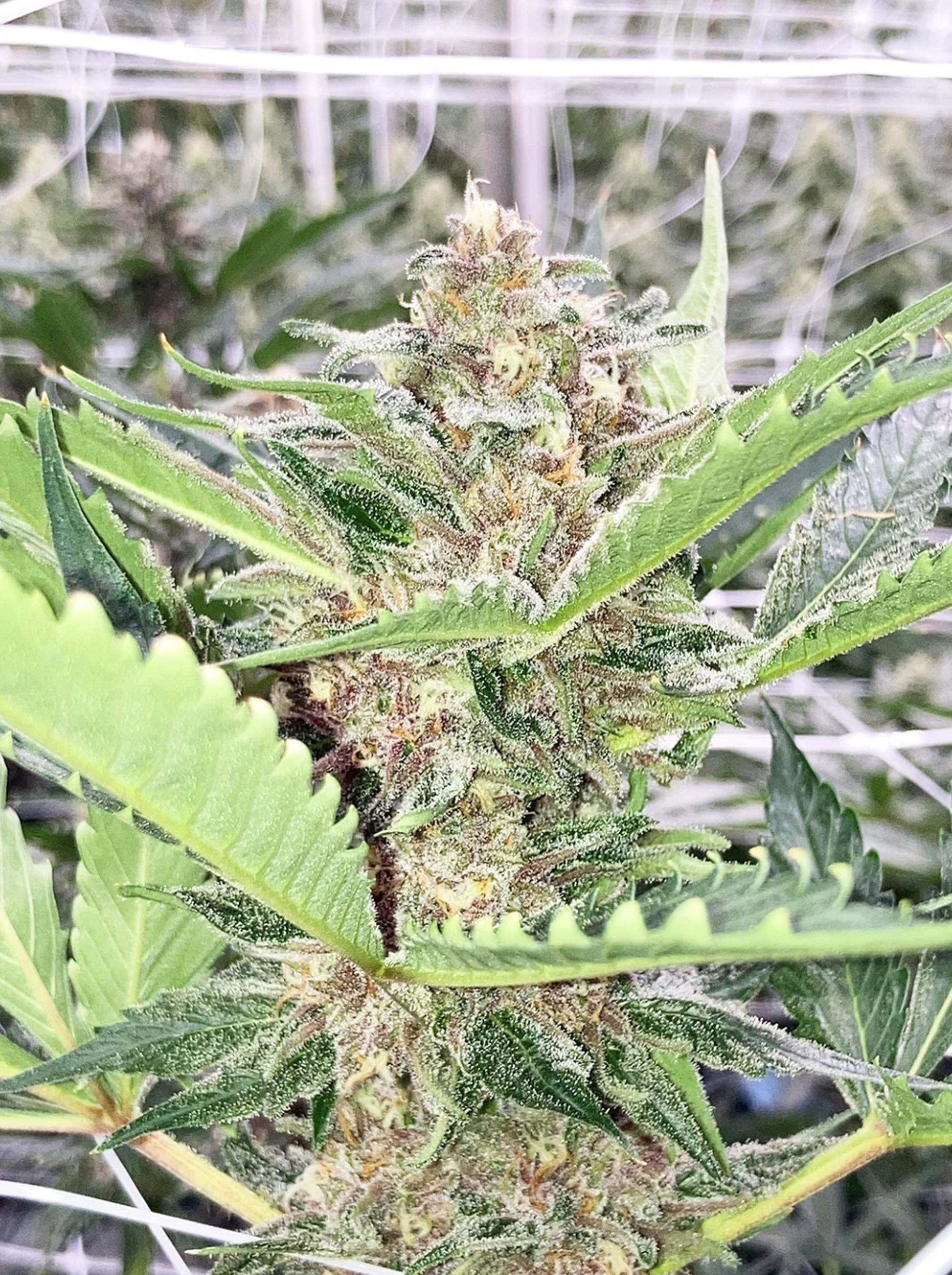 Dilated Pupil V2 F1 13 Regular Seeds - Image 9