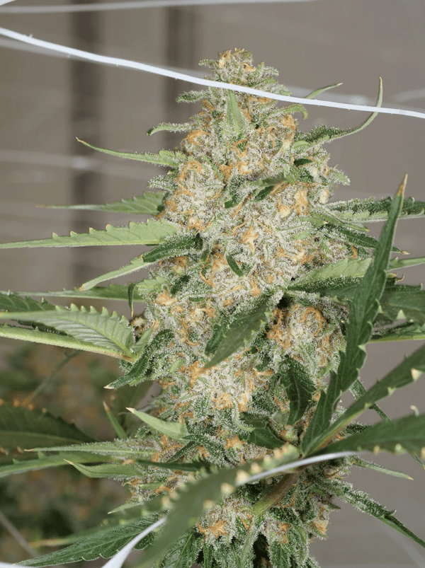 Dilated Pupil V2 F1 13 Regular Seeds - Image 5