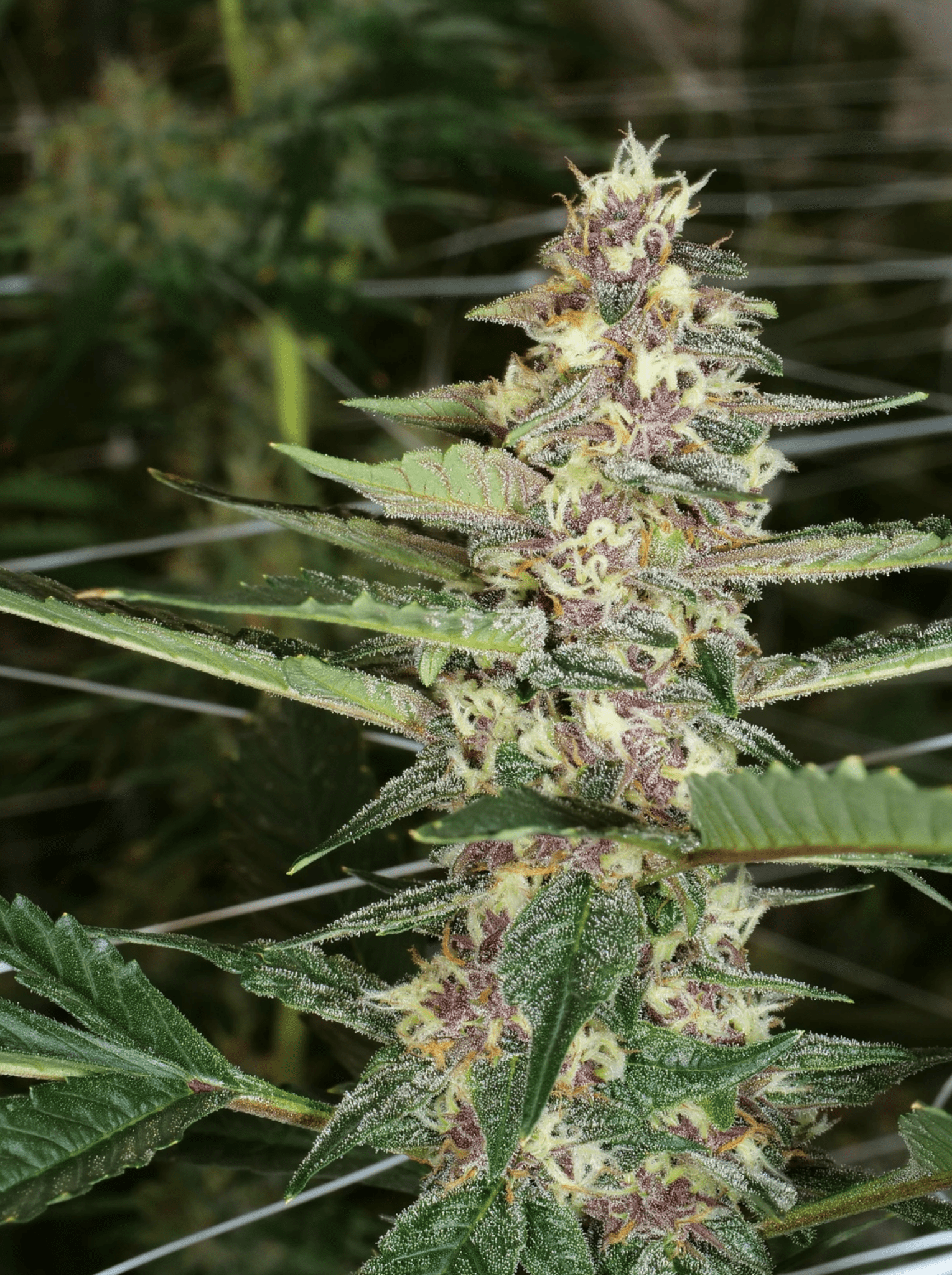 Dilated Pupil V2 F1 #13 Regular Seeds - DCSE - Buy Now