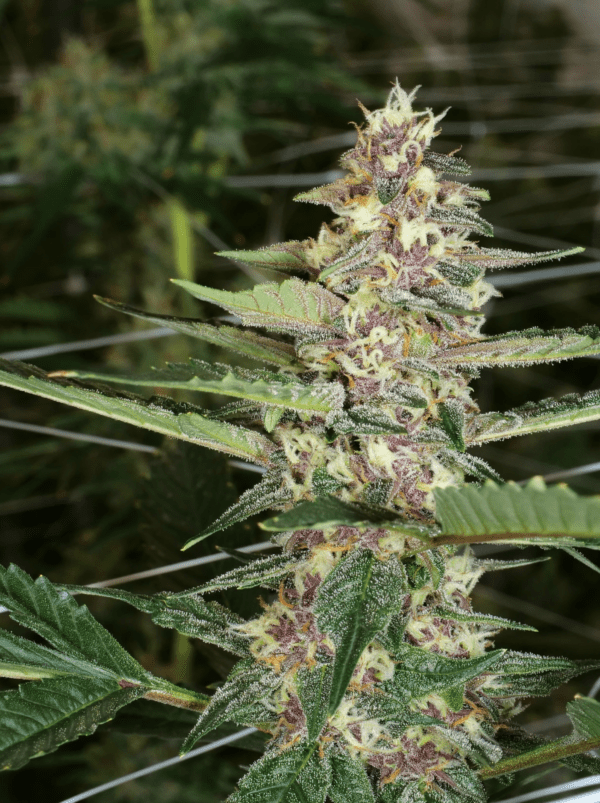 Dilated Pupil V2 F1 13 Regular Seeds - Image 8