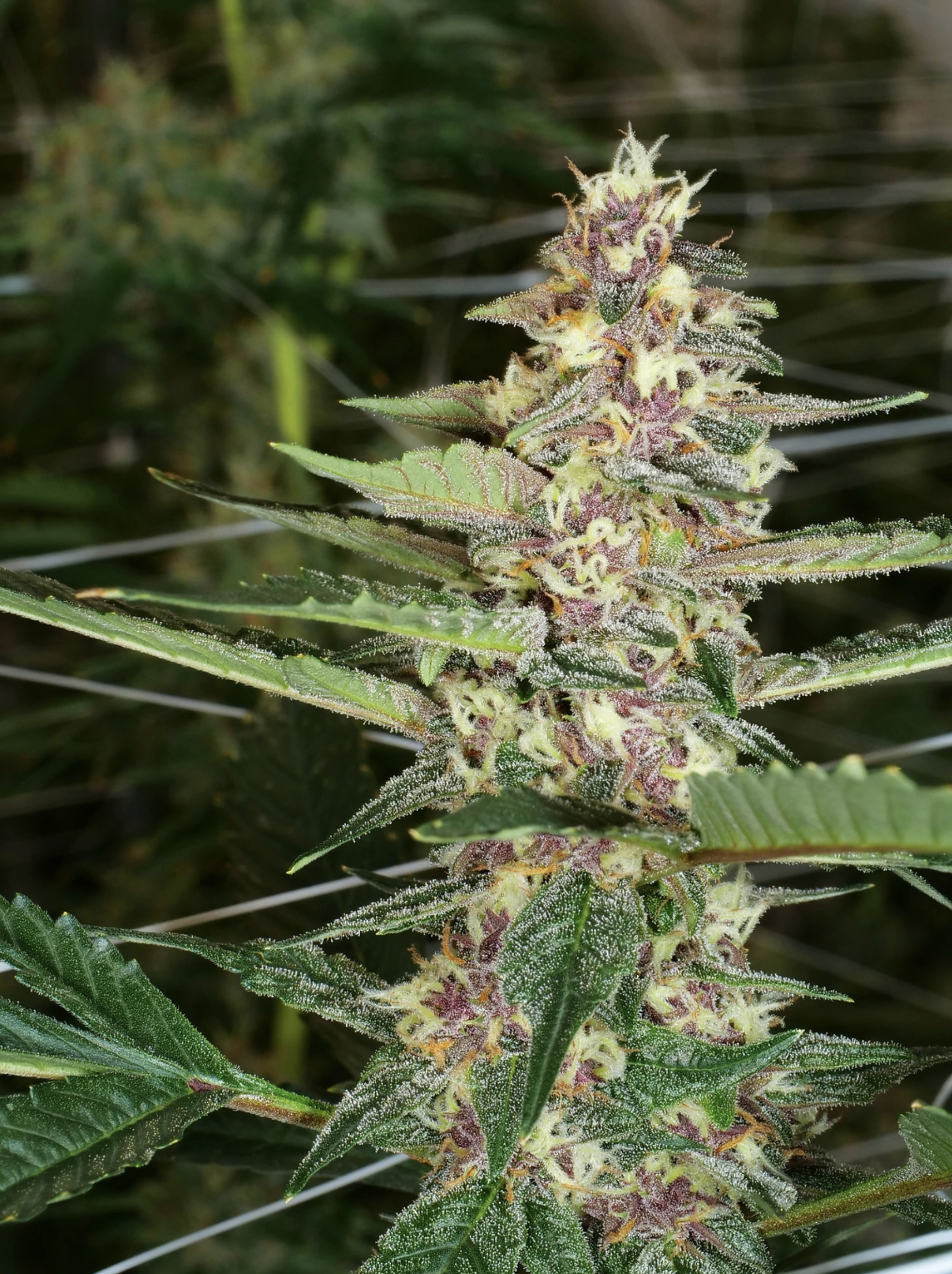 Dilated Pupil V2 F1 13 Regular Seeds - Image 8