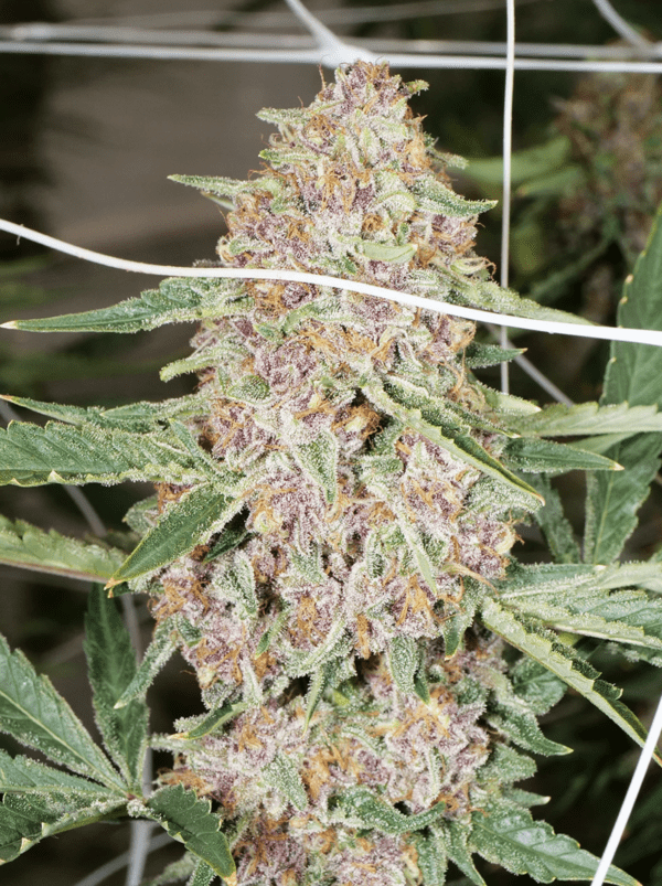 Dilated Pupil V2 F1 13 Regular Seeds - Image 6