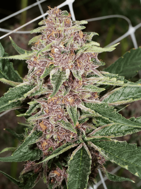Dilated Pupil V2 F1 13 Regular Seeds