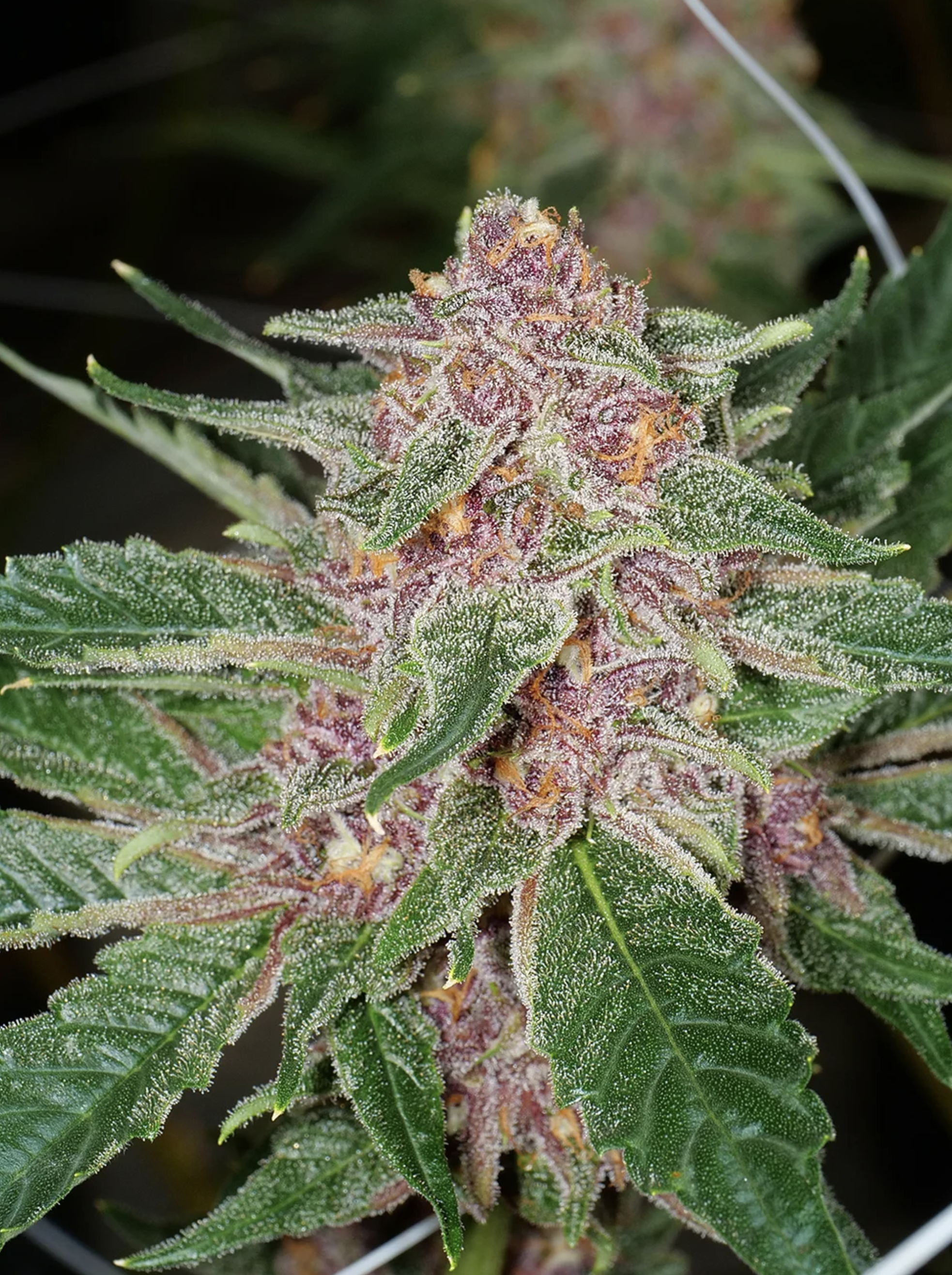 Dilated Pupil V2 F1 13 Regular Seeds - Image 7