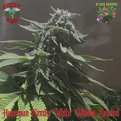 White Widow F2 12 Regular Seeds