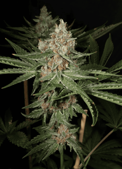 Hindu Pupil F1 7 Feminized Seeds