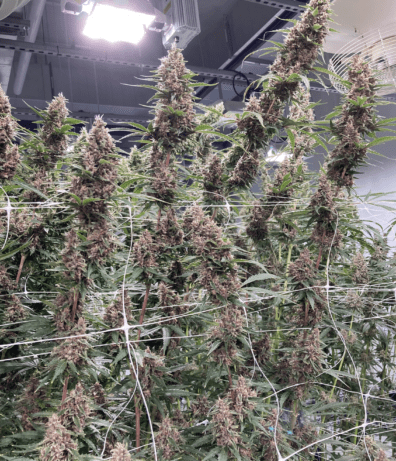 Kernel Swabi F1 7 Feminized Seeds