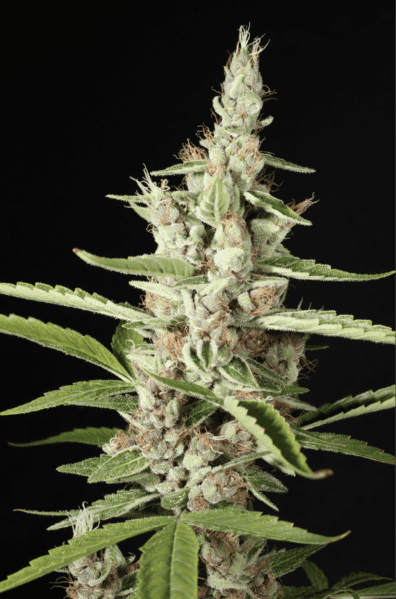 Ketchup Haze F1 7 Feminized Seeds