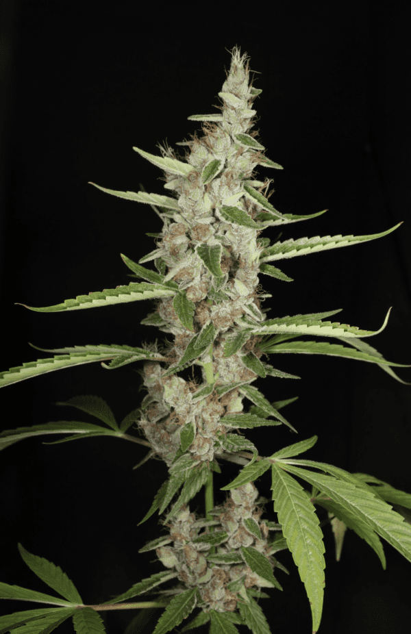 Ketchup Haze F1 7 Feminized Seeds - Image 3