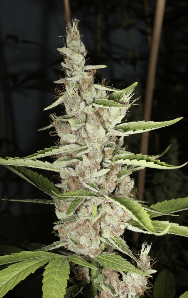 Ketchup Haze F1 7 Feminized Seeds - Image 2