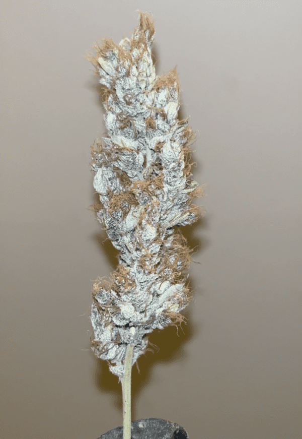 Ketchup Haze F1 7 Feminized Seeds - Image 4