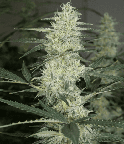 King Pupil F1 7 Feminized Seeds
