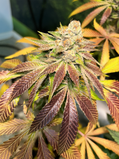 Pupil Kush F1 7 Feminized Seeds