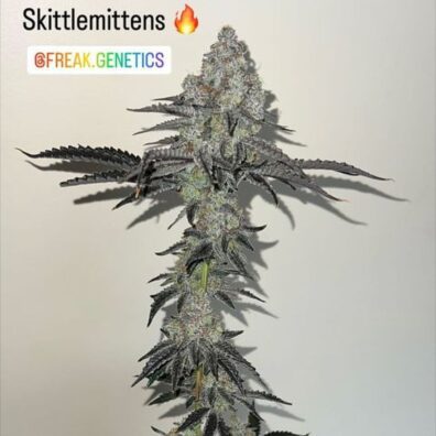 SkittleMittens F1 (Zerts x  Pure Michigan F2) 10 Regular Seeds