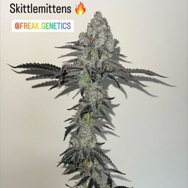 SkittleMittens F1 (Zerts x  Pure Michigan F2) 10 Regular Seeds