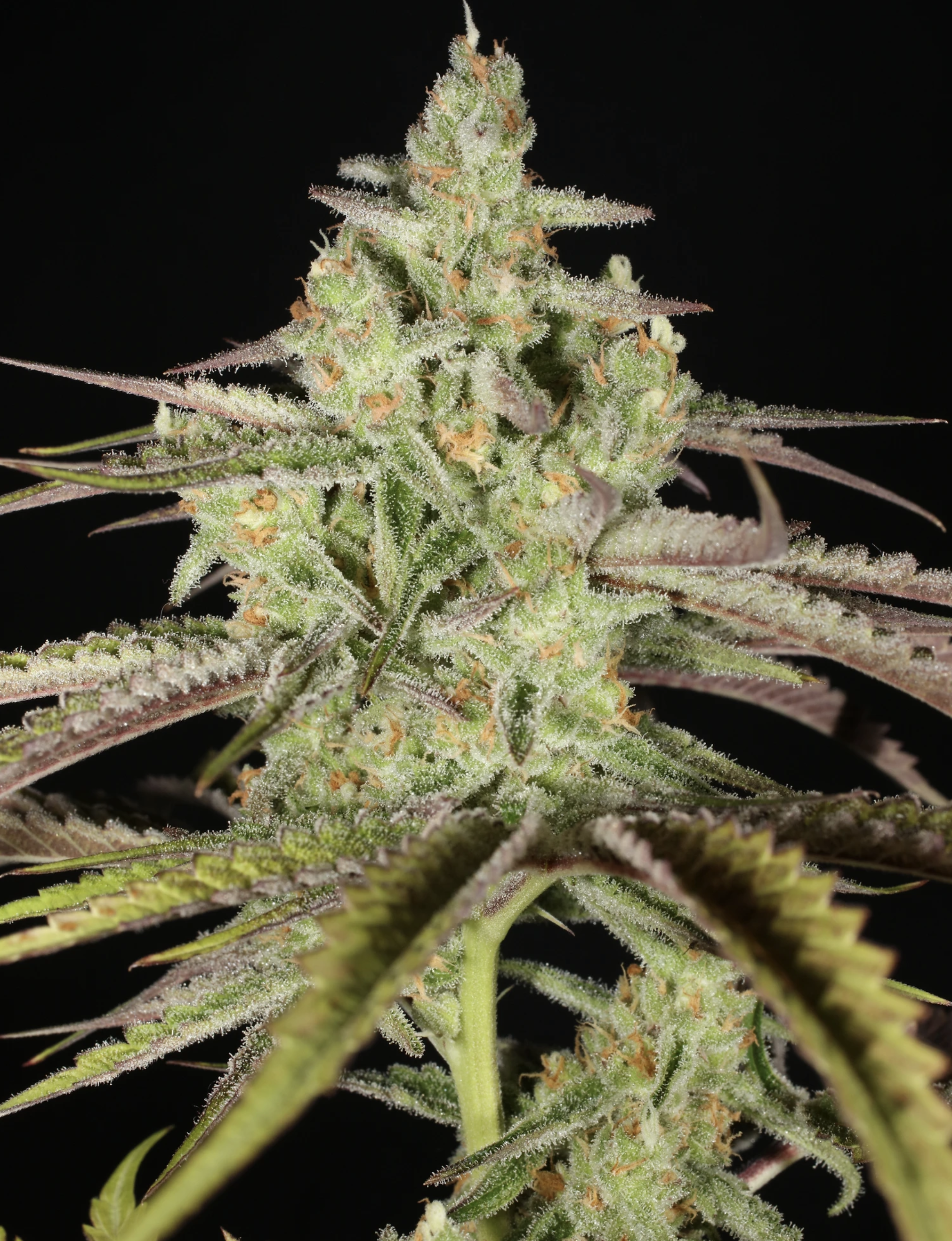 Super Platinum Laos Bx 13 Regular Seeds - Image 7