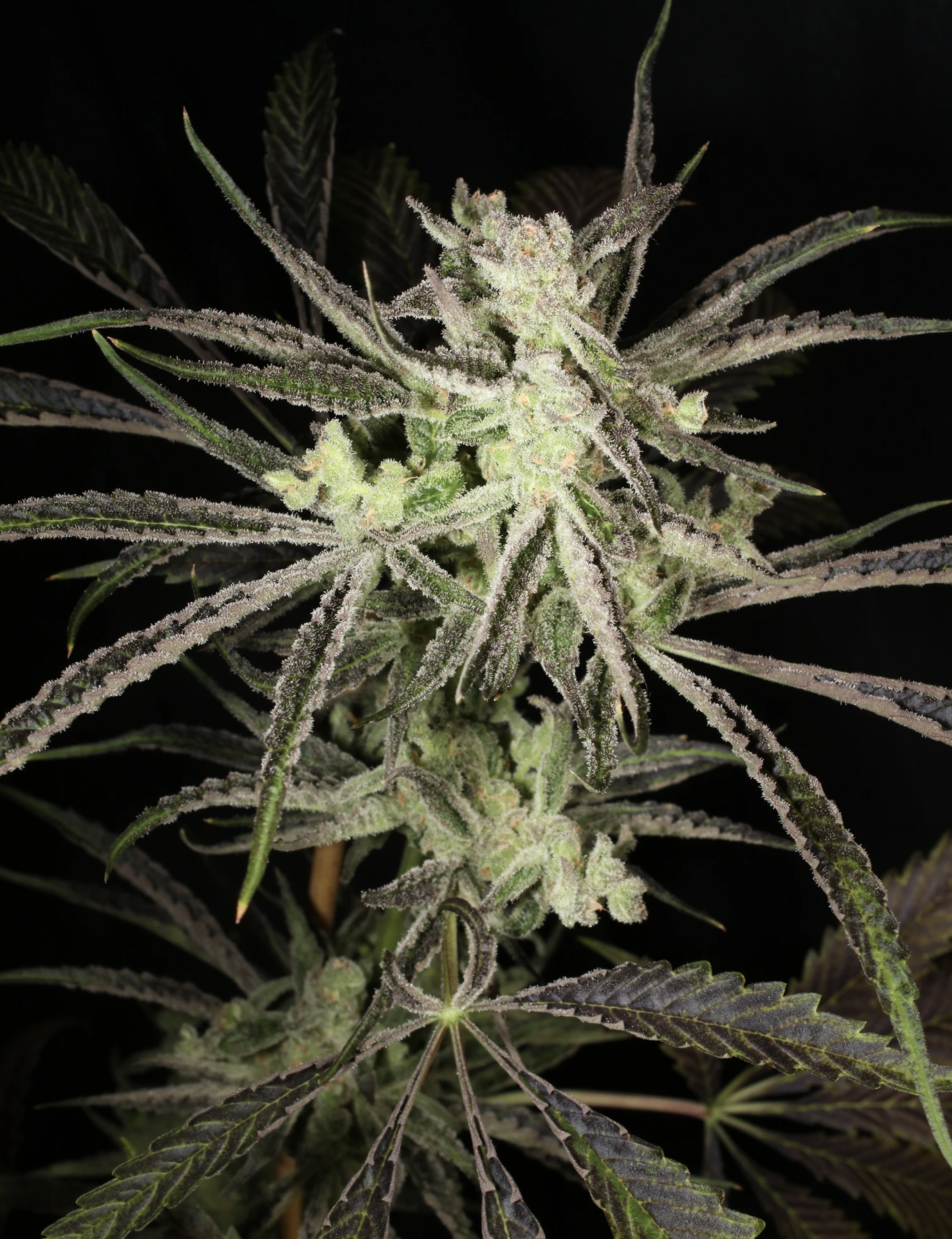 Super Platinum Laos Bx 13 Regular Seeds - Image 8