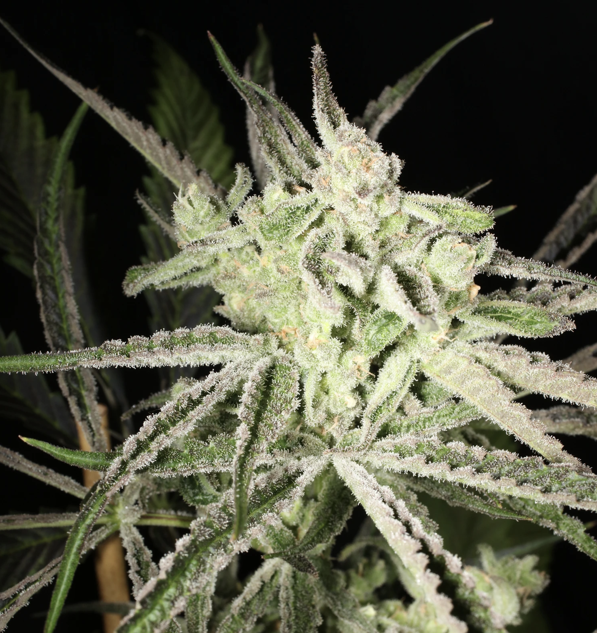 Super Platinum Laos Bx 13 Regular Seeds - Image 3