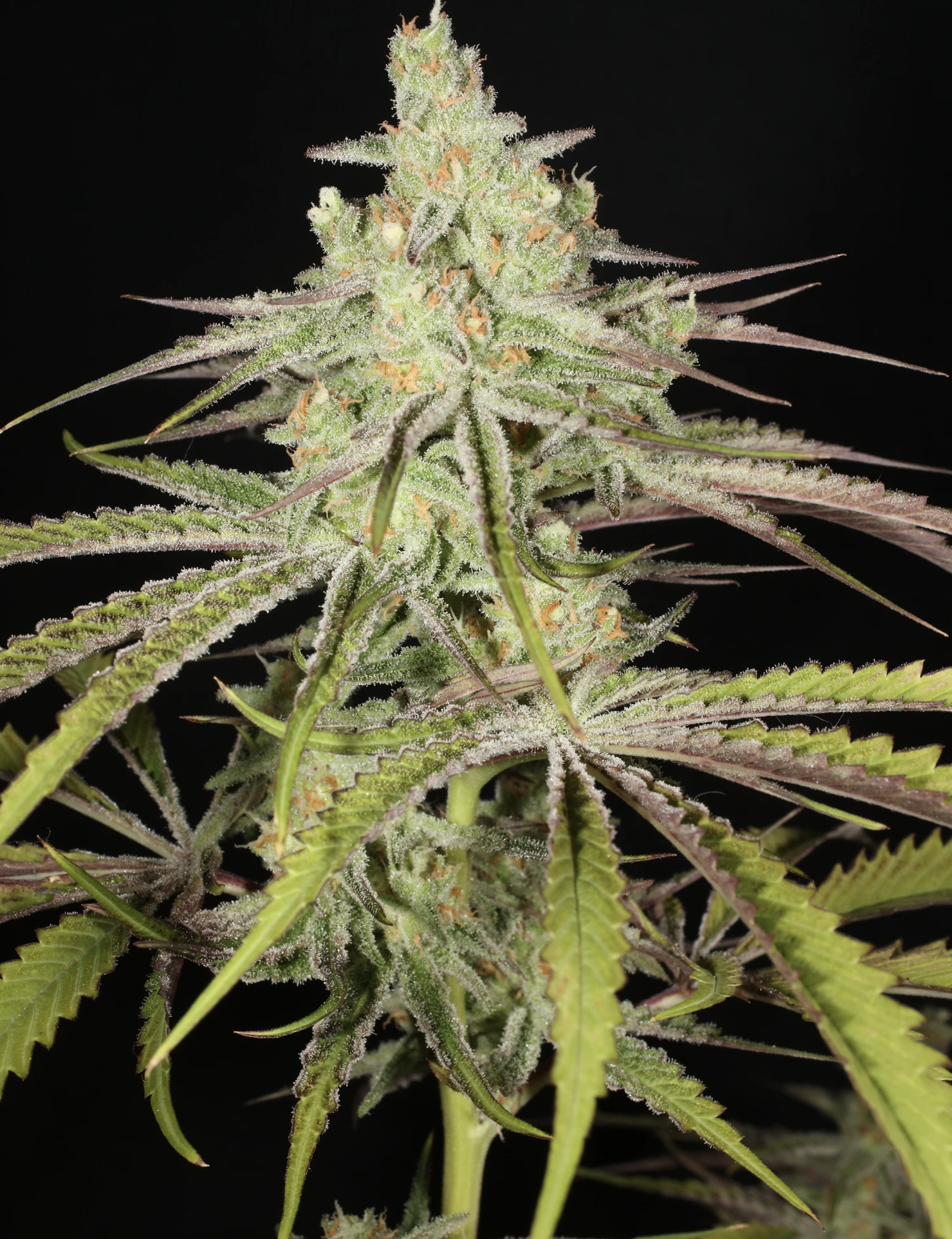 Super Platinum Laos Bx 13 Regular Seeds - Image 9