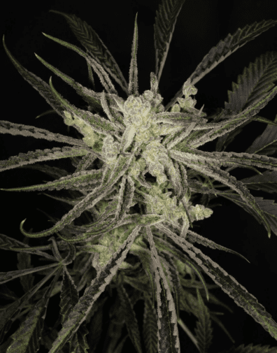 Super Platinum Laos Bx 13 Regular Seeds