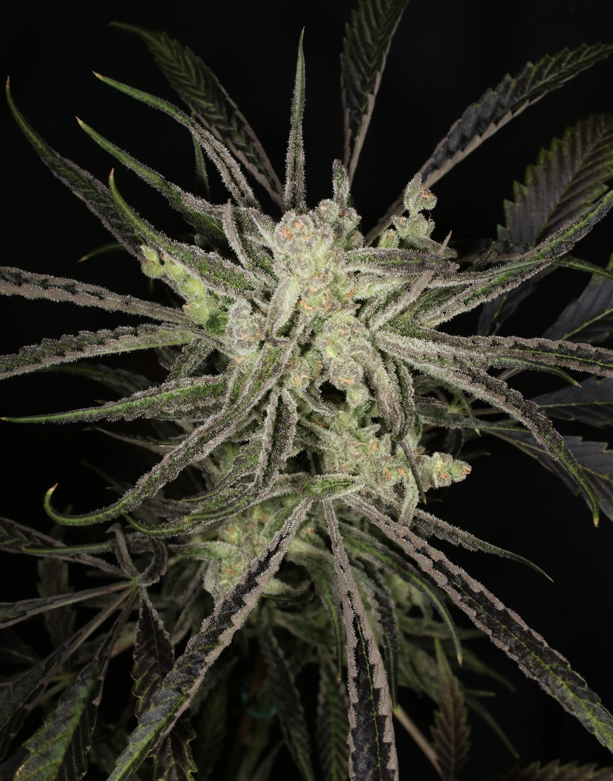 Super Platinum Laos Bx 13 Regular Seeds