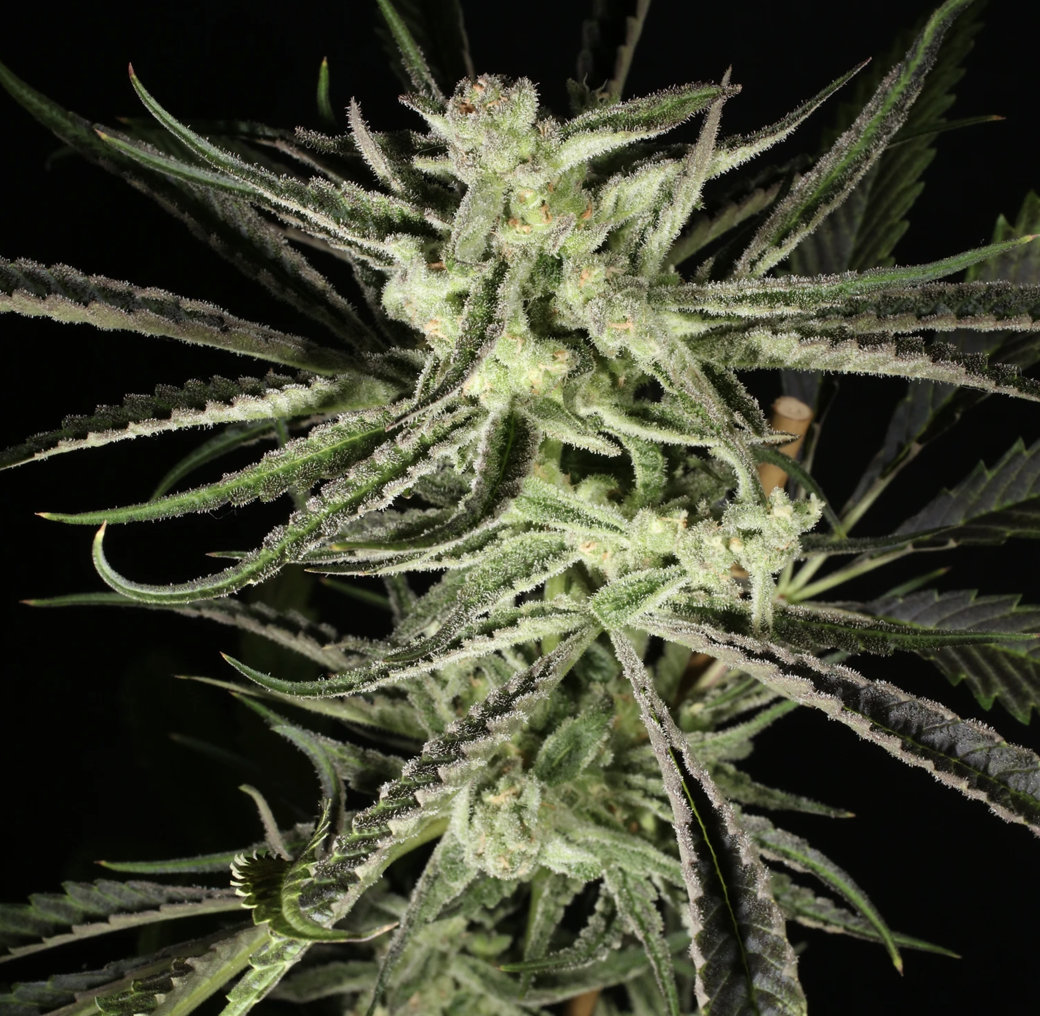 Super Platinum Laos Bx 13 Regular Seeds - Image 4