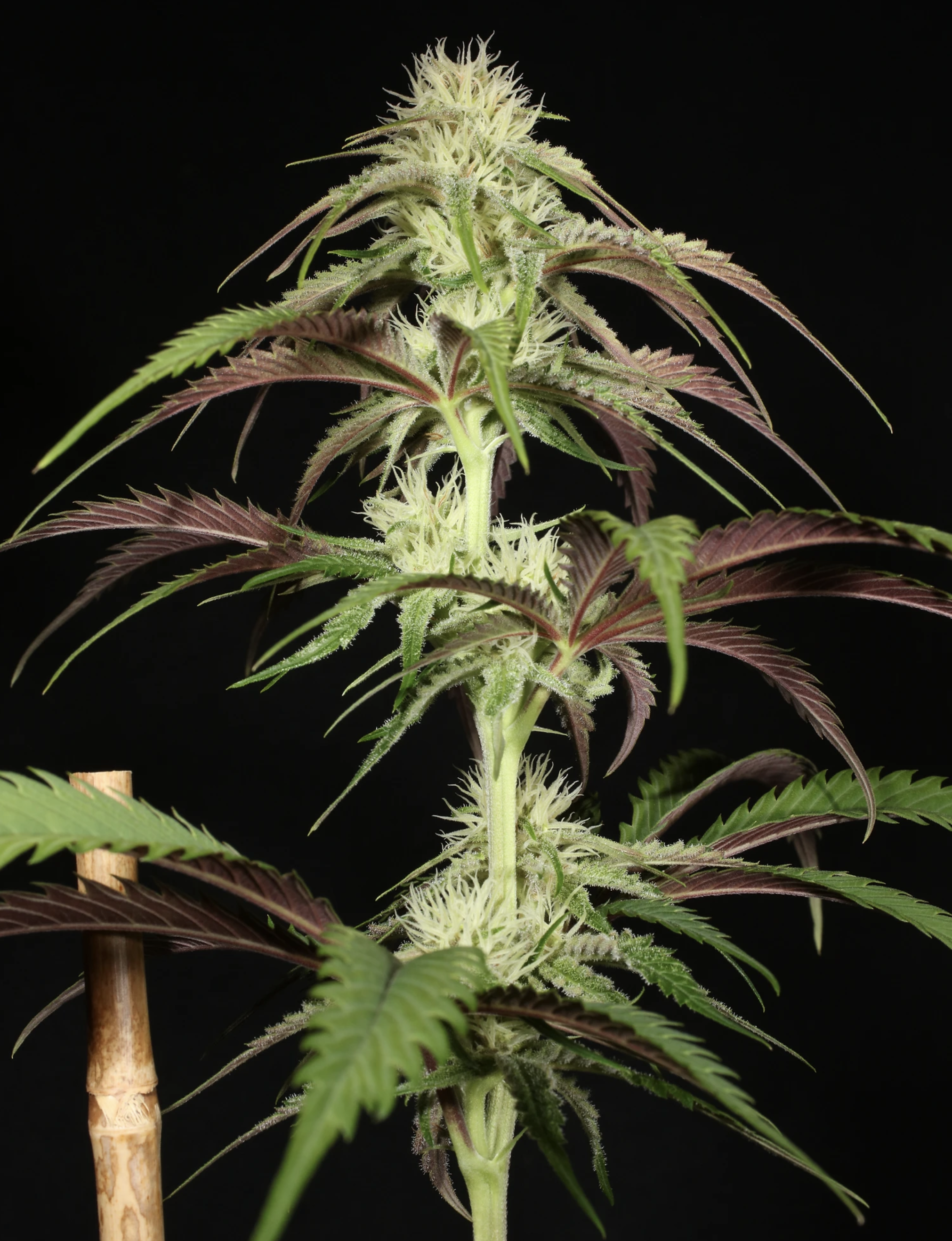 Super Platinum Laos Bx 13 Regular Seeds - Image 6
