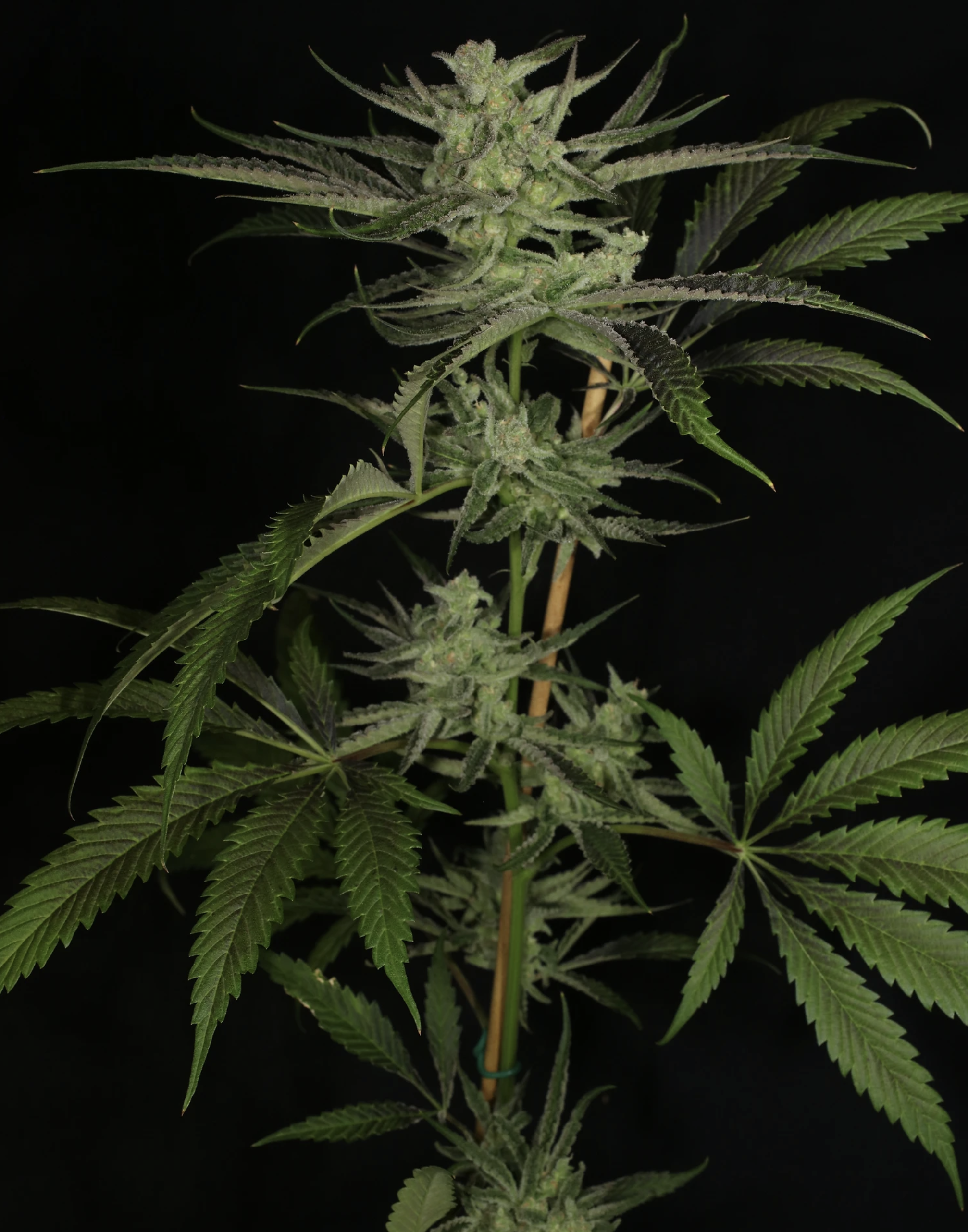 Super Platinum Laos Bx 13 Regular Seeds - Image 2