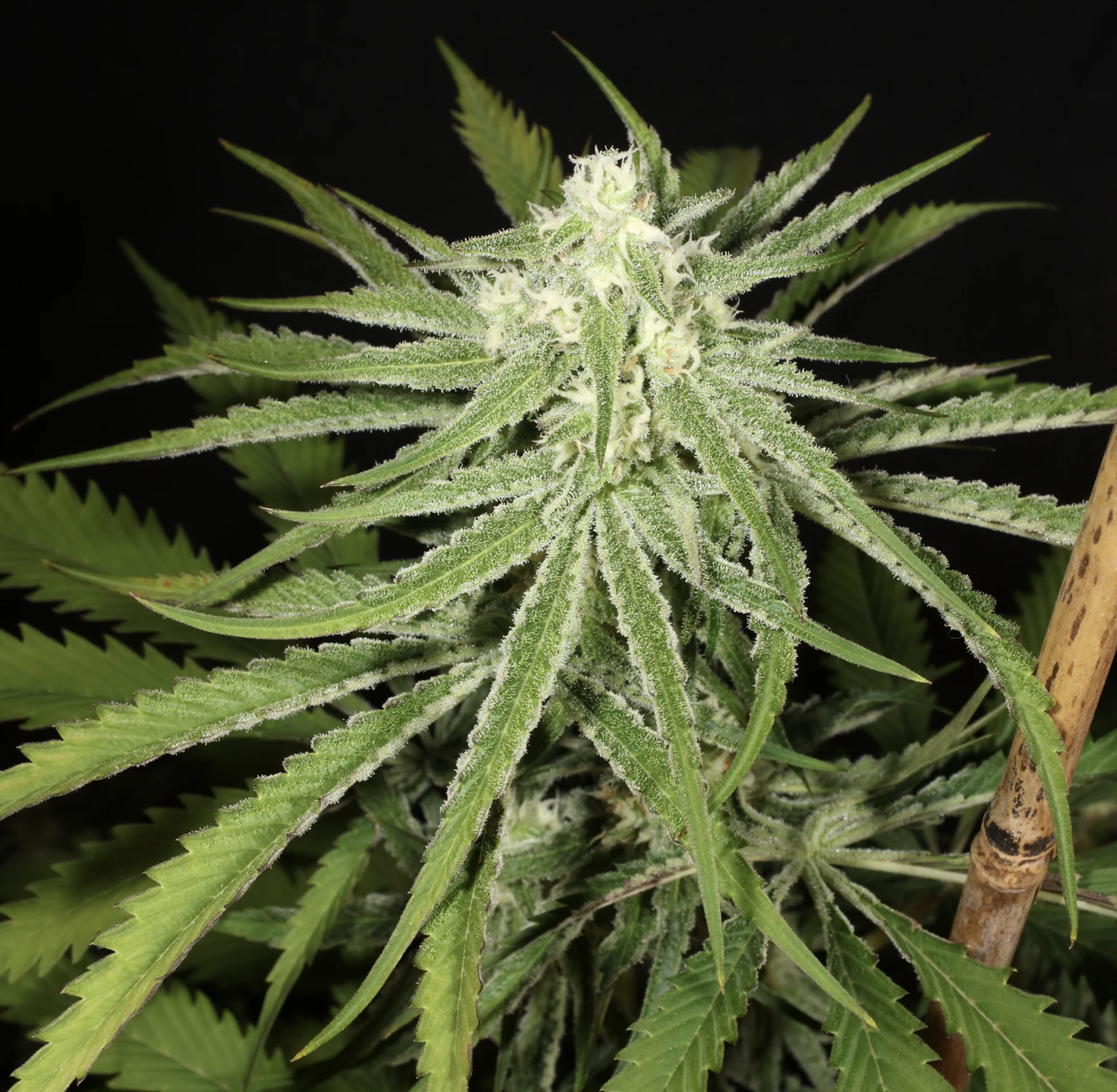 Super Platinum Laos Bx 13 Regular Seeds - Image 5
