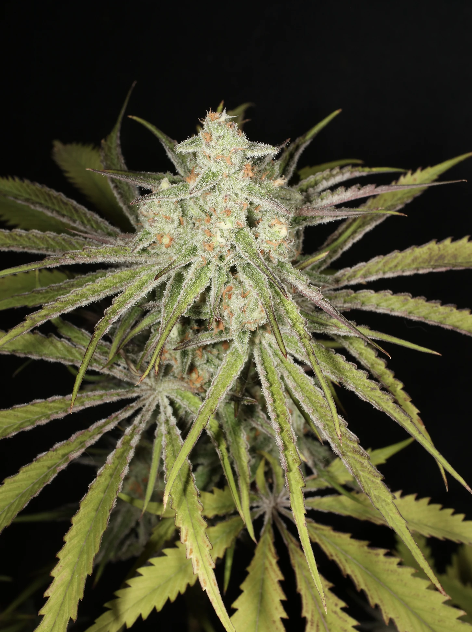 Super Platinum Laos Bx 13 Regular Seeds - Image 10