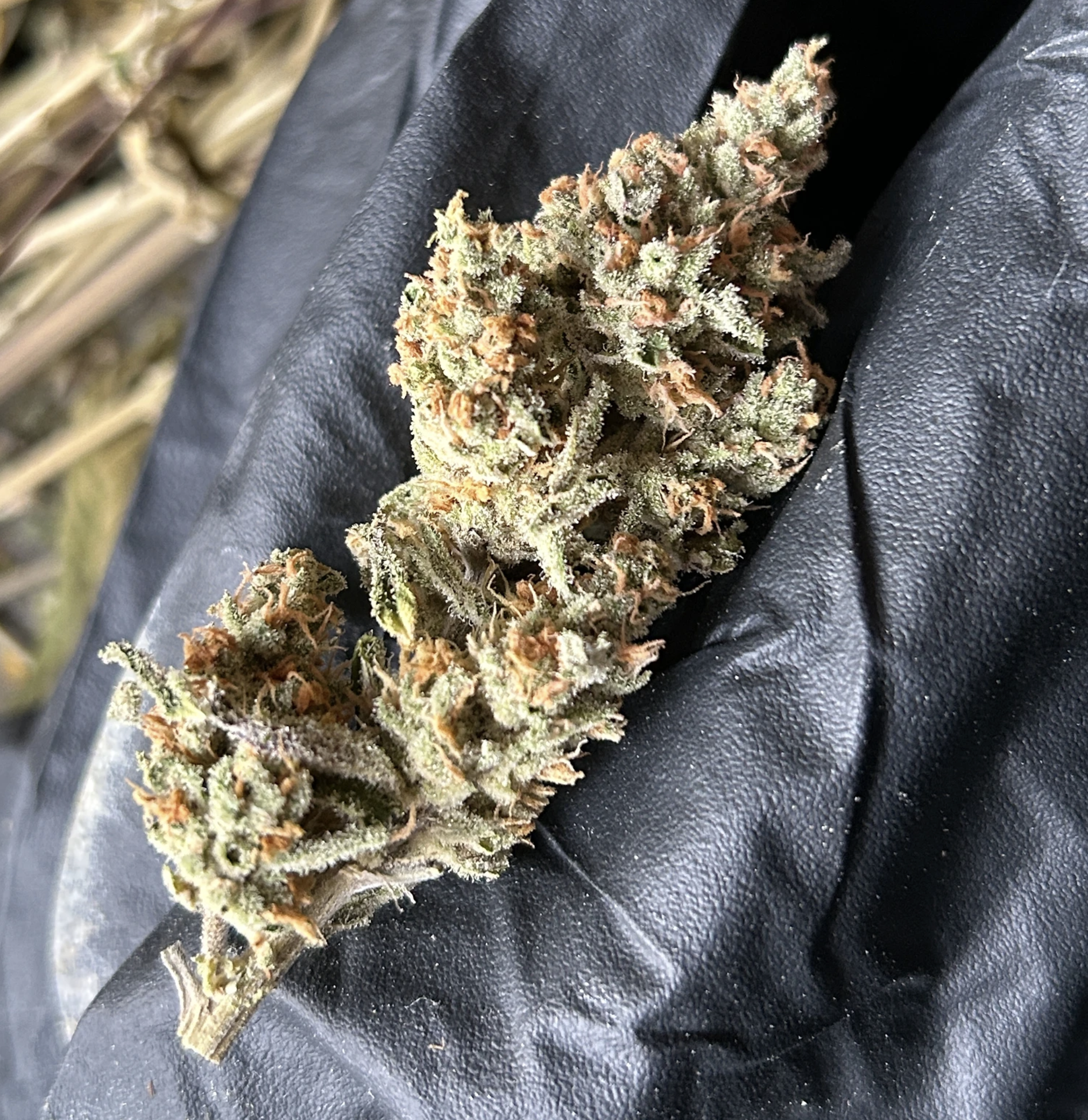 Super Platinum Laos Bx 13 Regular Seeds - Image 11