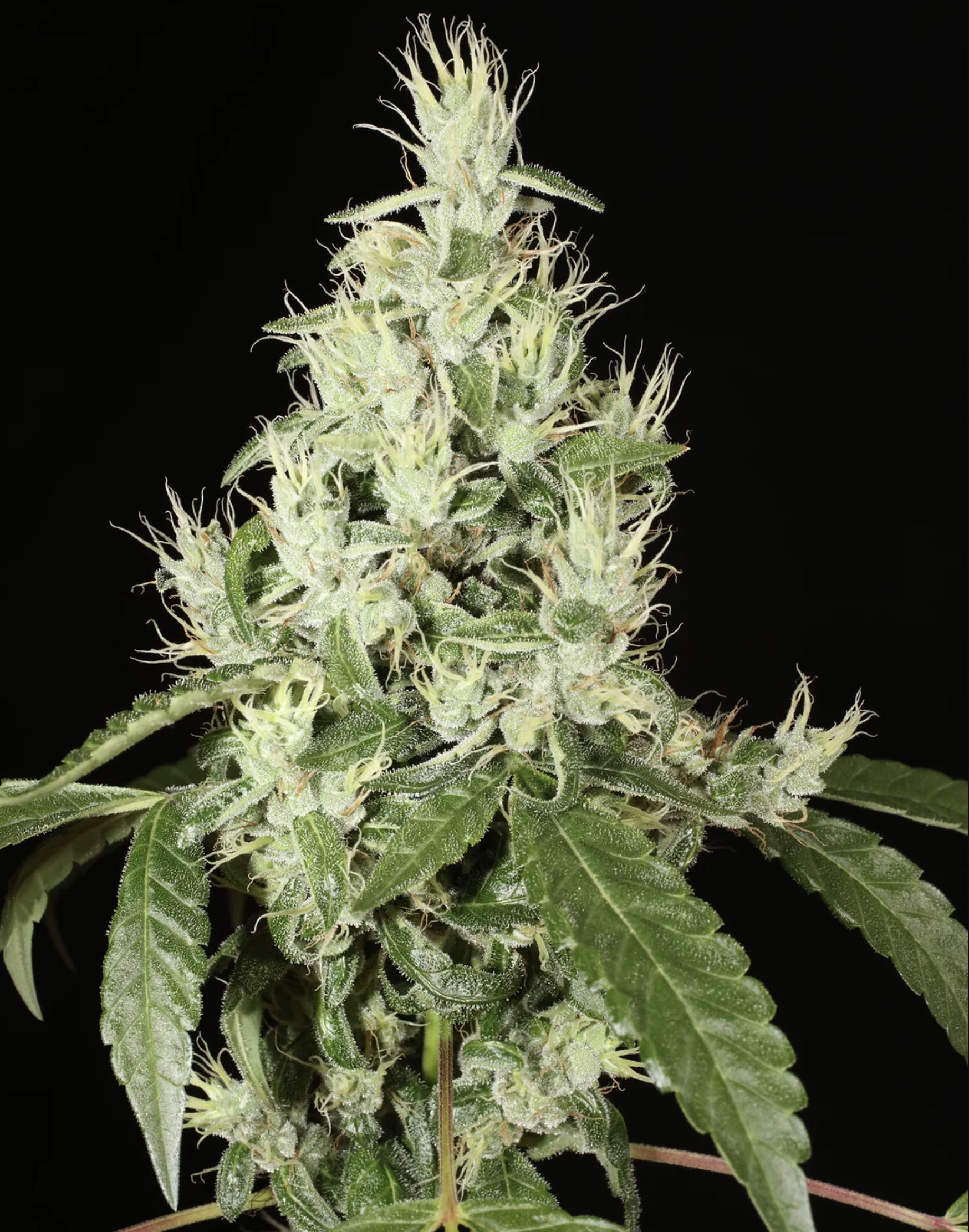 Triangle Laos F1 13 Regular Seeds - Image 4