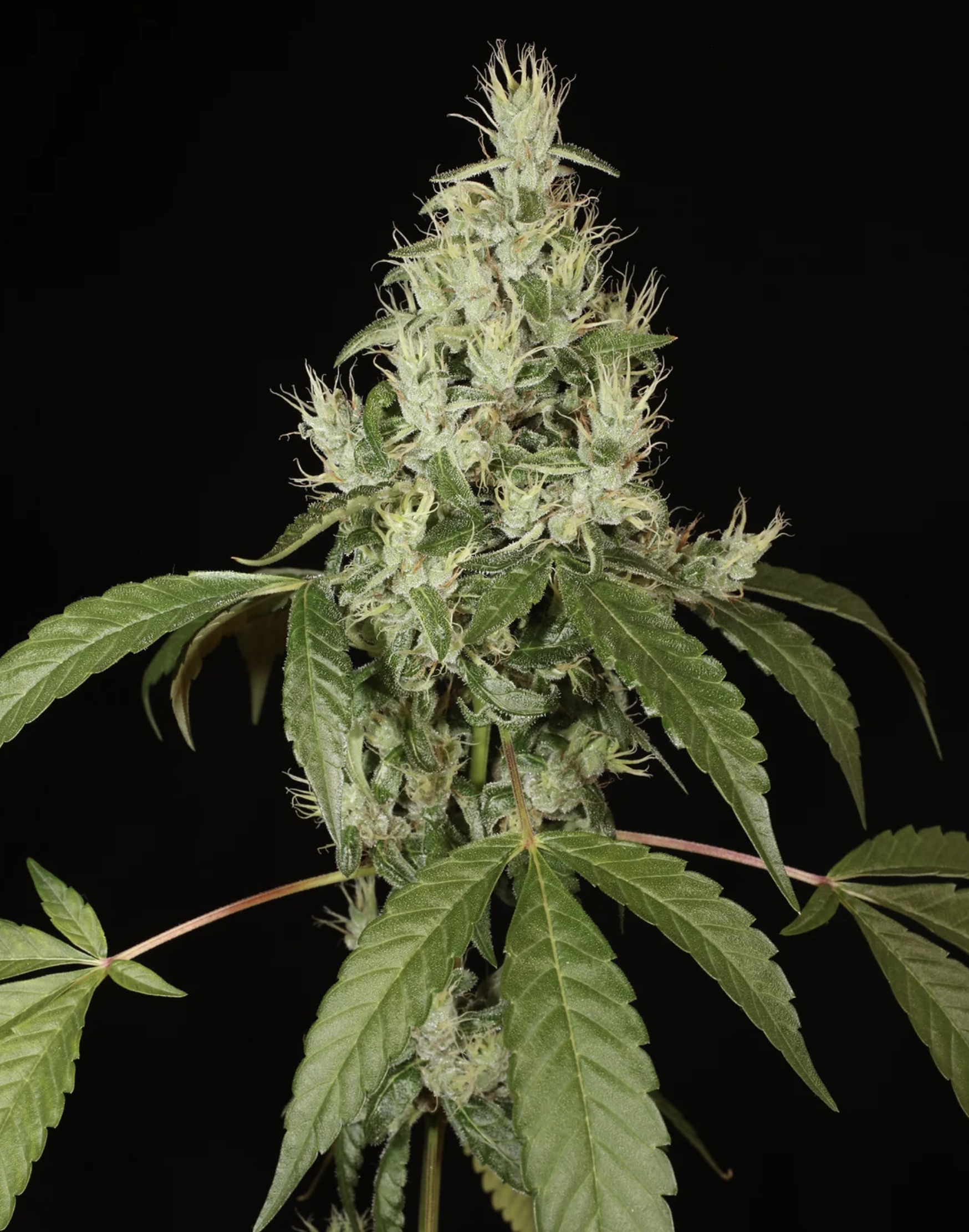 Triangle Laos F1 13 Regular Seeds - Image 6