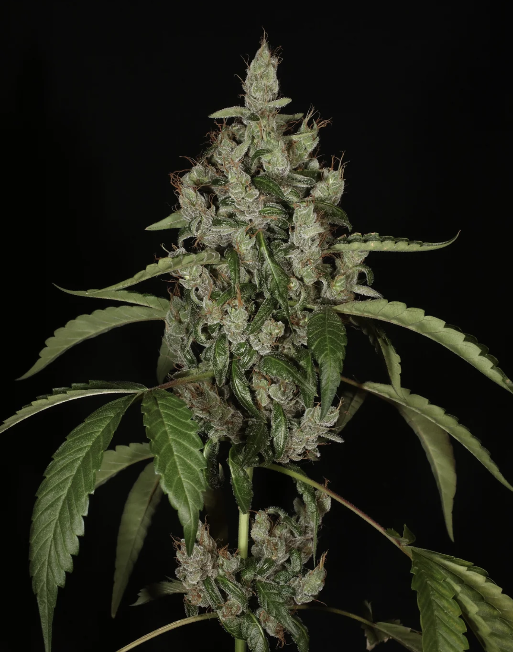 Triangle Laos F1 13 Regular Seeds - Image 7