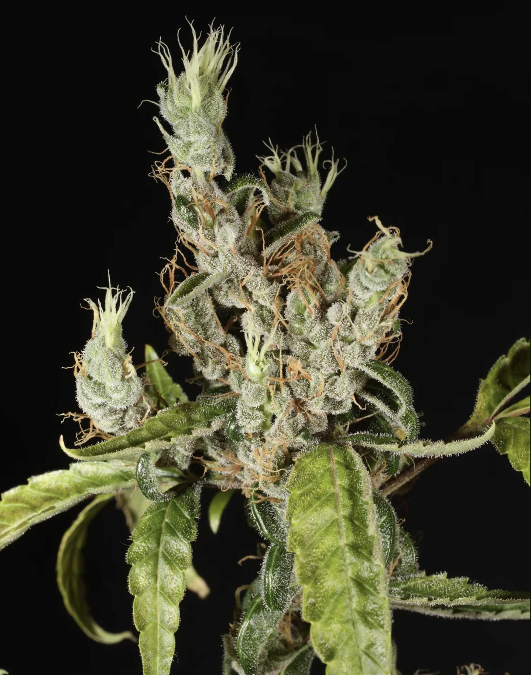 Triangle Laos F1 13 Regular Seeds - Image 5