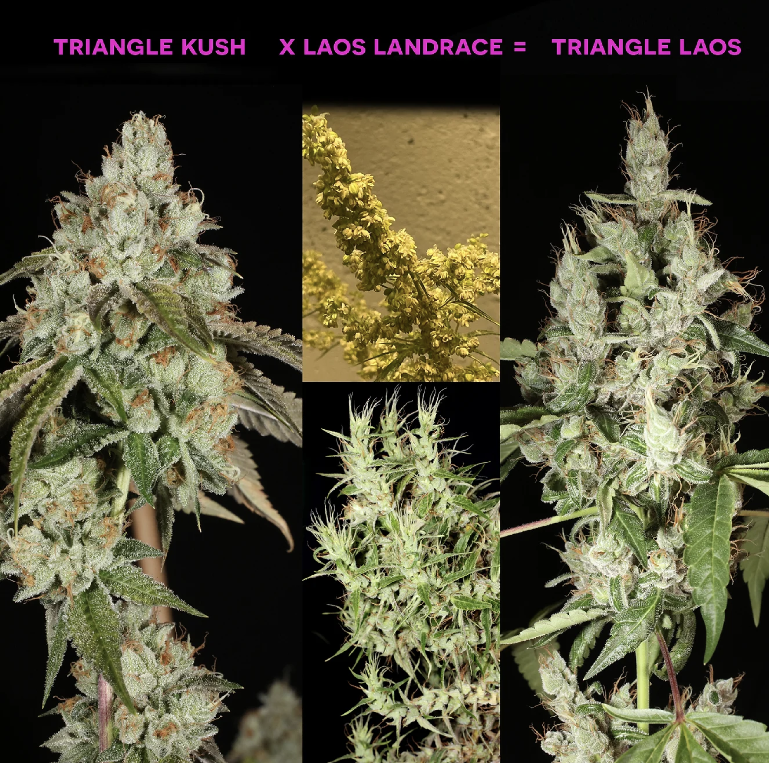 Triangle Laos F1 13 Regular Seeds - Image 2