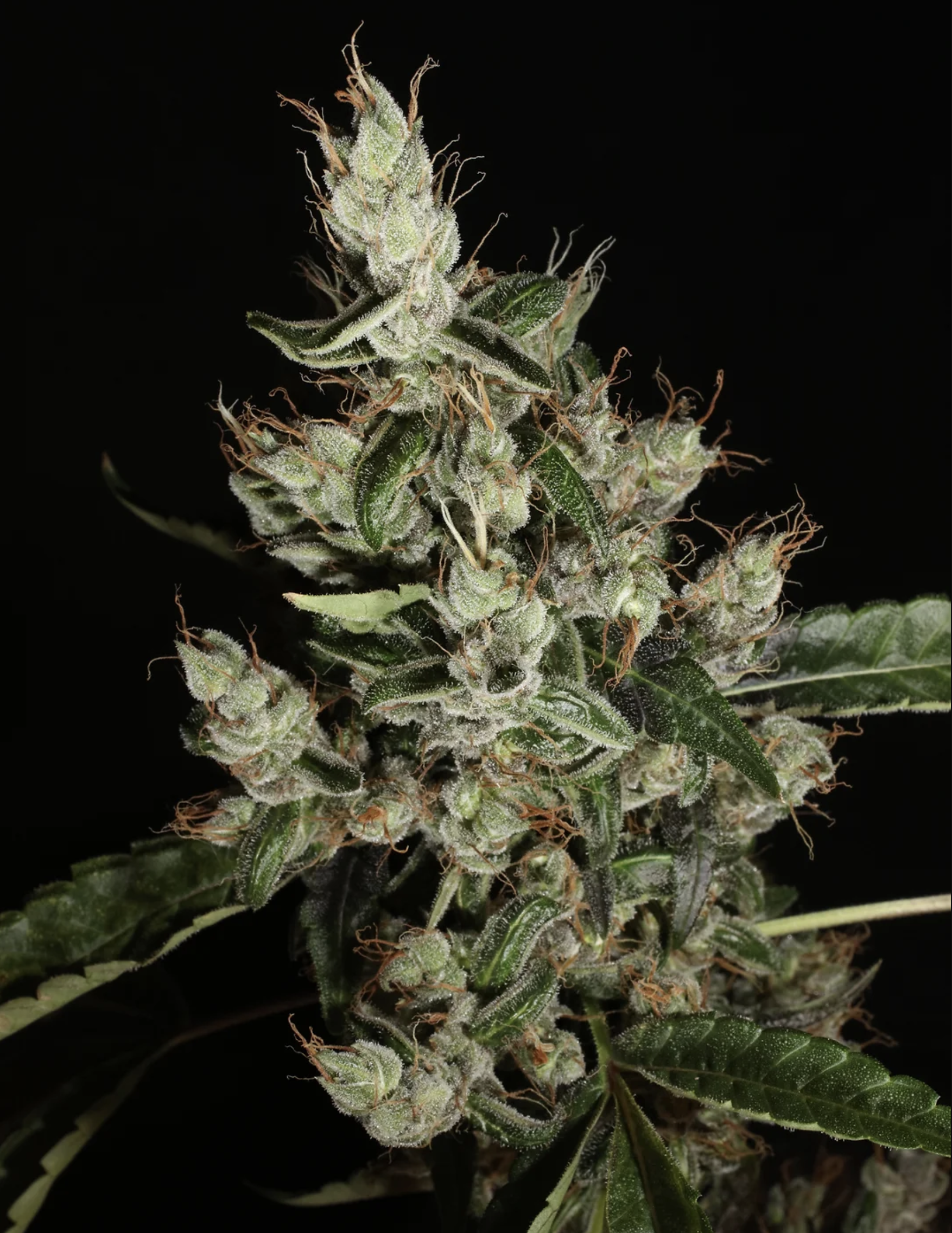 Triangle Laos F1 13 Regular Seeds