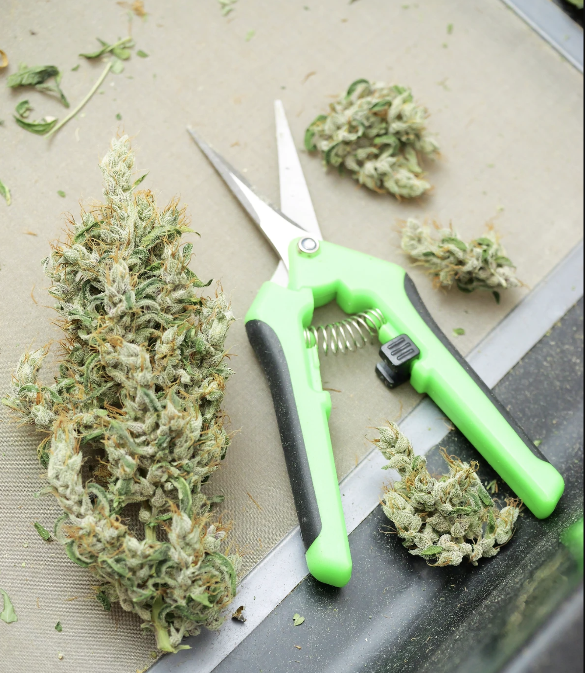 Triangle Laos F1 13 Regular Seeds - Image 8