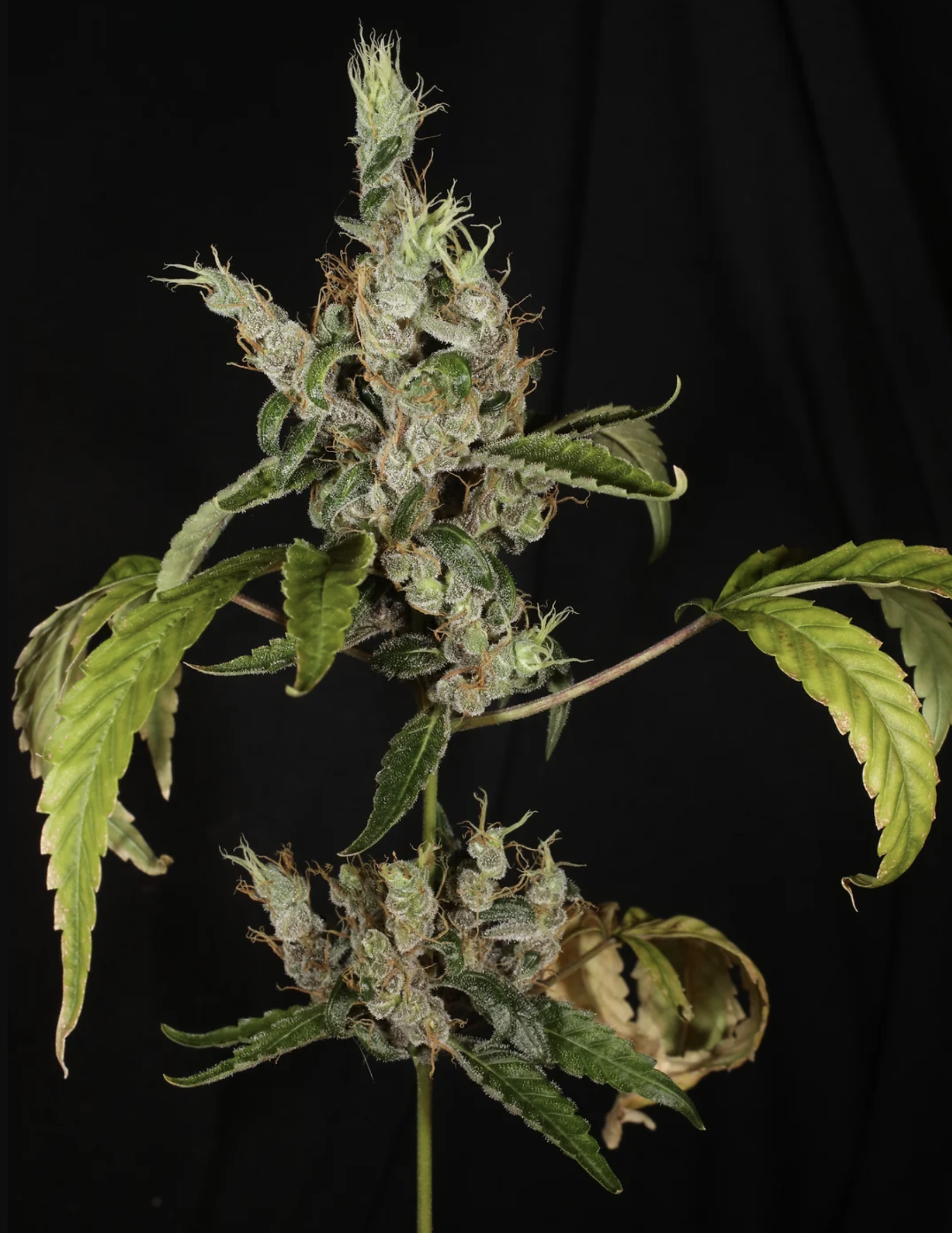 Triangle Laos F1 13 Regular Seeds - Image 3