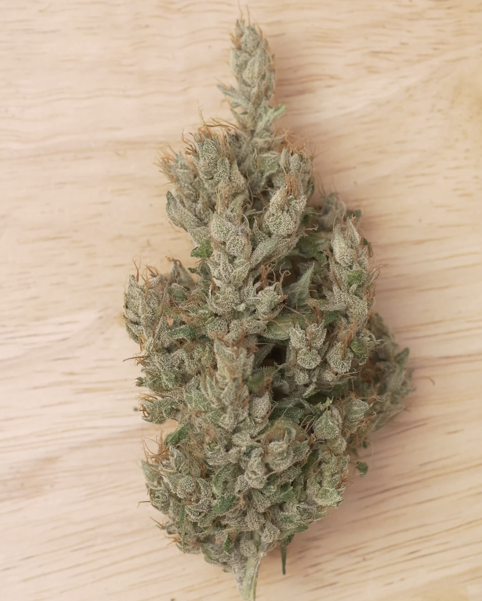 Triangle Laos F1 13 Regular Seeds - Image 9