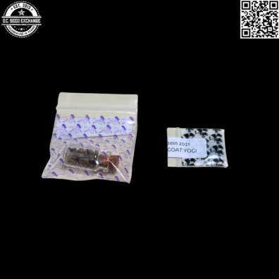 Cannabiezien 2021 Inside Back IG