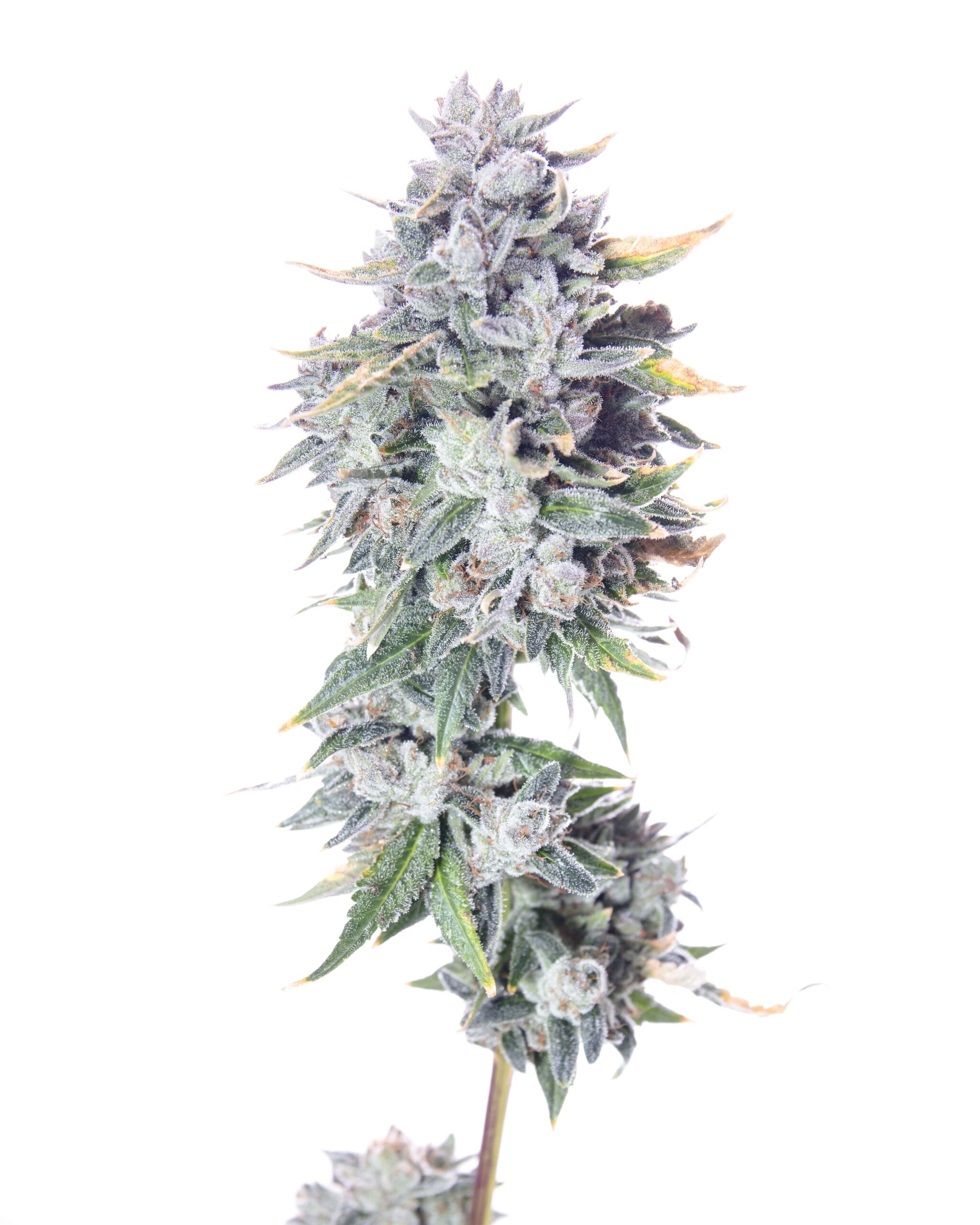 Fudgie F1 6 Feminized Seeds - Image 4