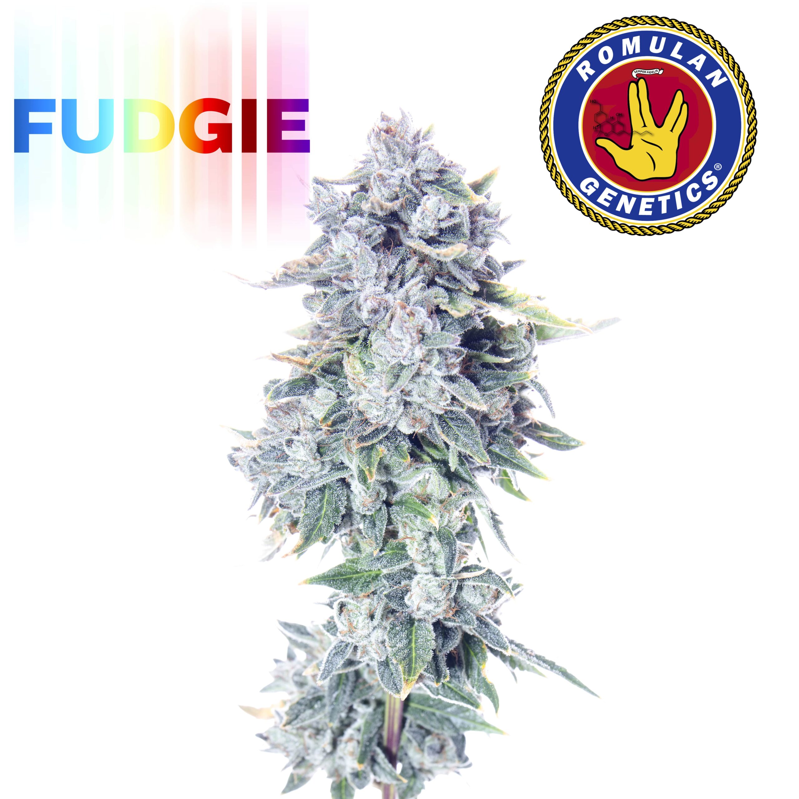 Fudgie F1 6 Feminized Seeds - Image 2
