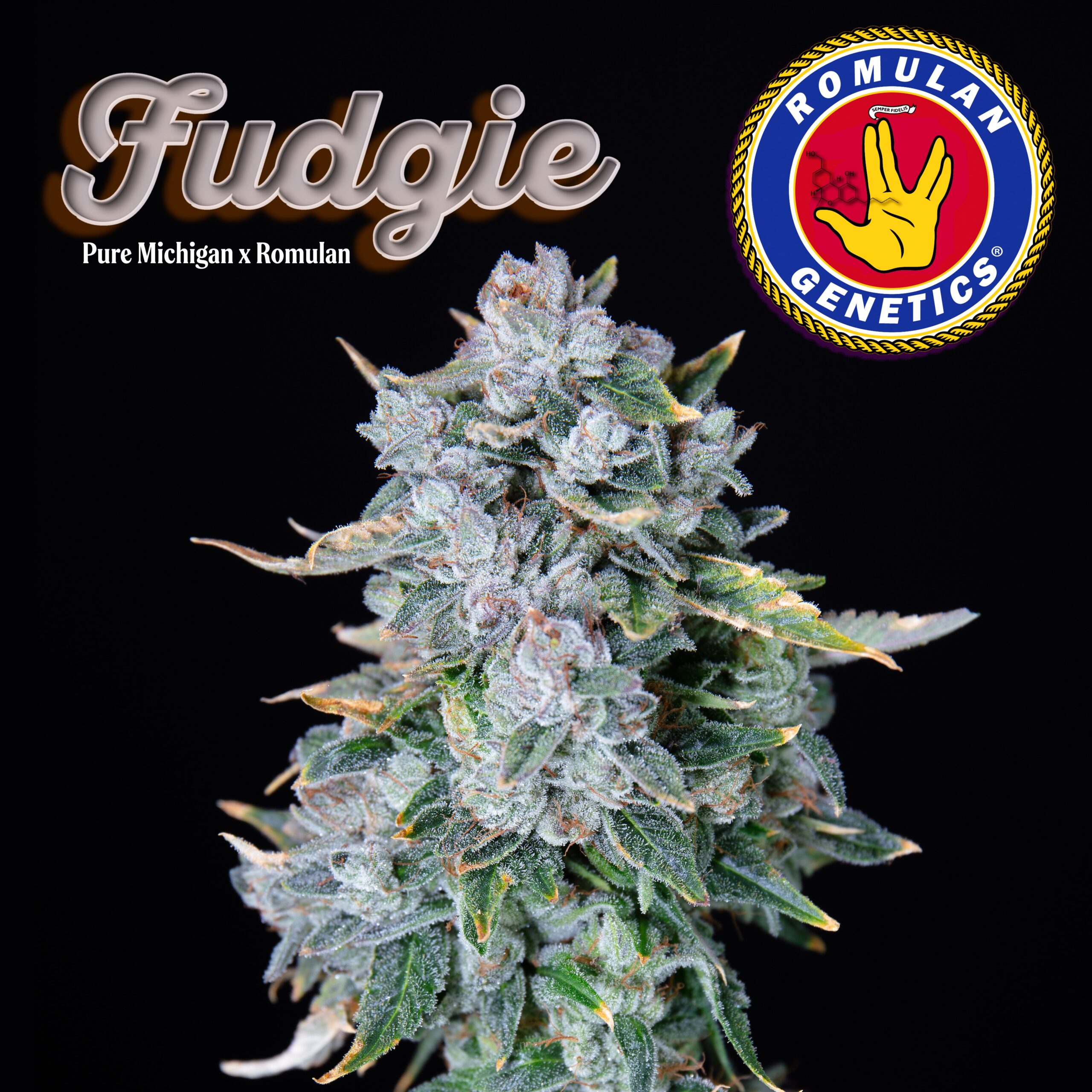 Fudgie F1 6 Feminized Seeds