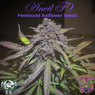 Anvil F9 Auto 3 Feminized Autoflowering Seeds