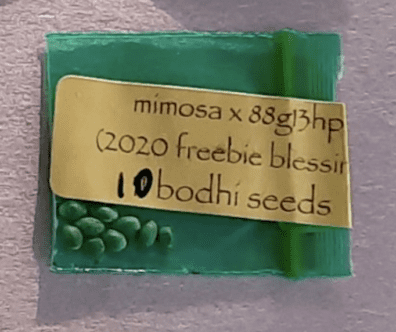 Bodhi Seeds Mimosa x 88g13hp 10 Regular Seeds