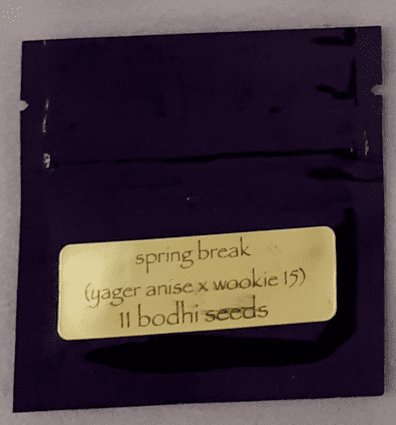 Bodhi Seeds Spring Break 11 Regular Seeds